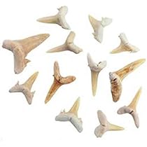 Amazon | 化石標本 アンモナイト 実習用 | 化石・発掘 | おもちゃ